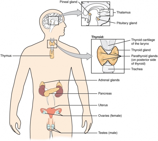 Top 5 Best Endocrinologists in Lucknow - Leaders in Hormonal Health